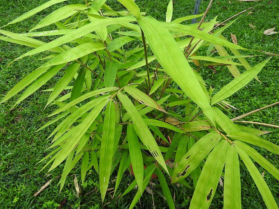 Gigantochloa nigrociliata
