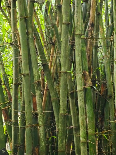 Gigantochloa parviflora