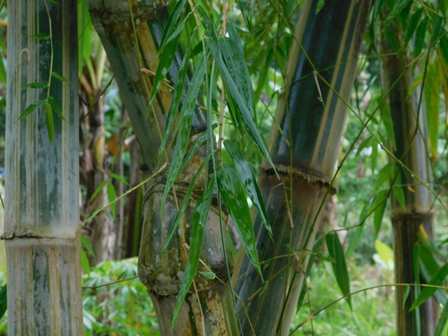 Gigantochloa pseudoarundinacea (Bambu gombong) — photo