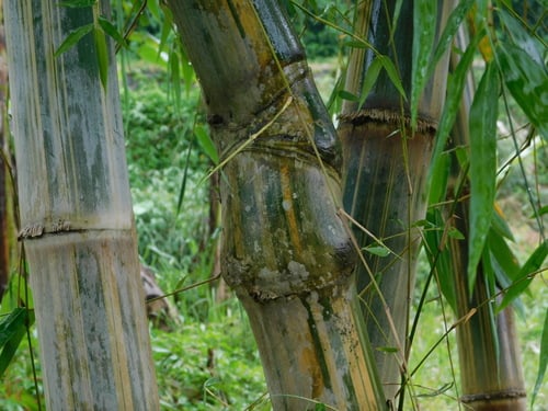 Gigantochloa pseudoarundinacea (Bambu gombong) — photo
