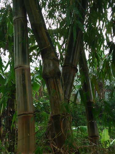Gigantochloa pseudoarundinacea