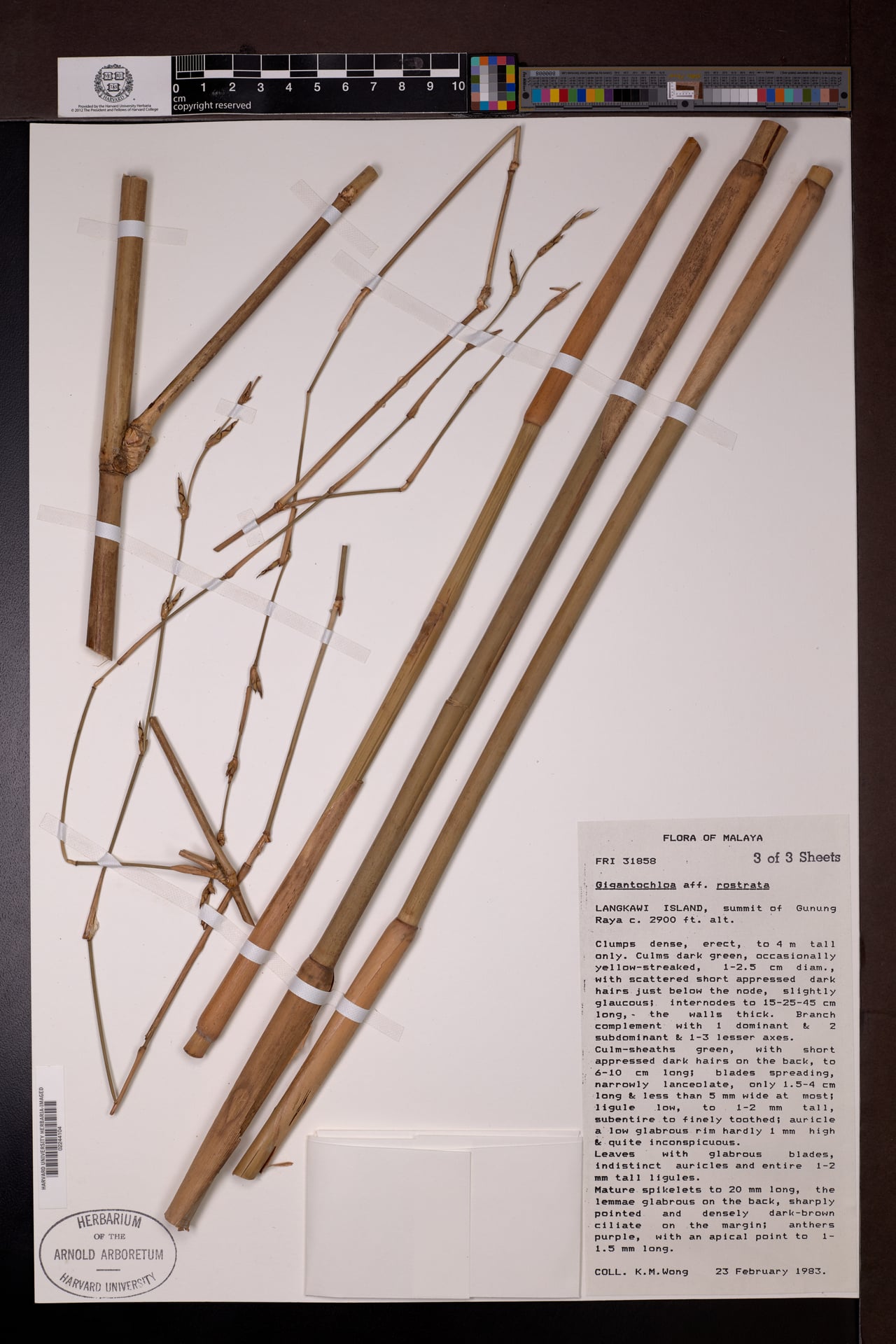 Gigantochloa rostrata — photo