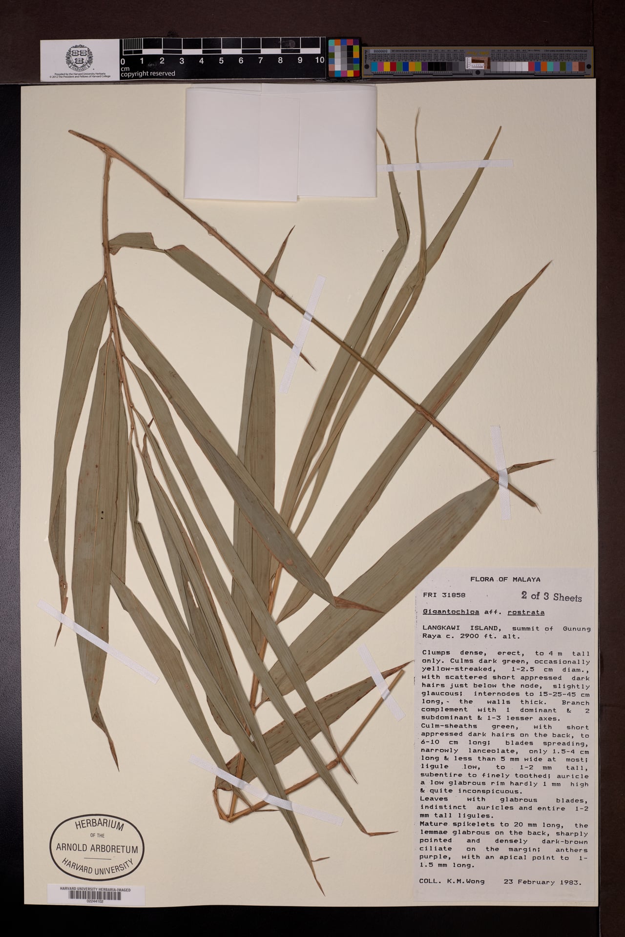Gigantochloa rostrata — photo