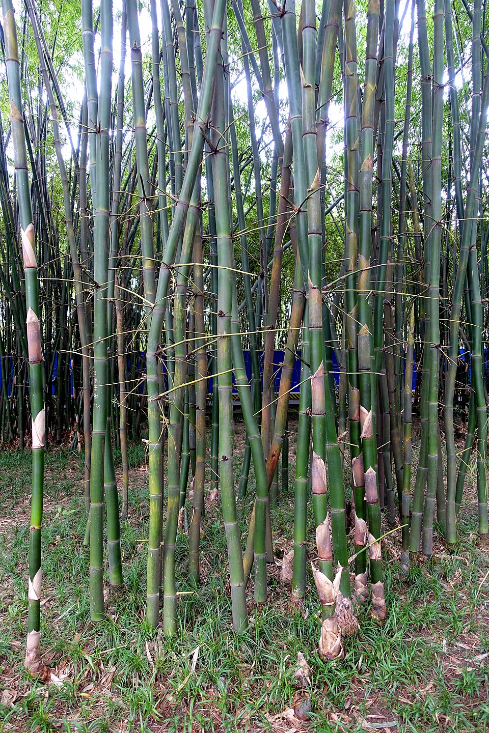 Gigantochloa rostrata