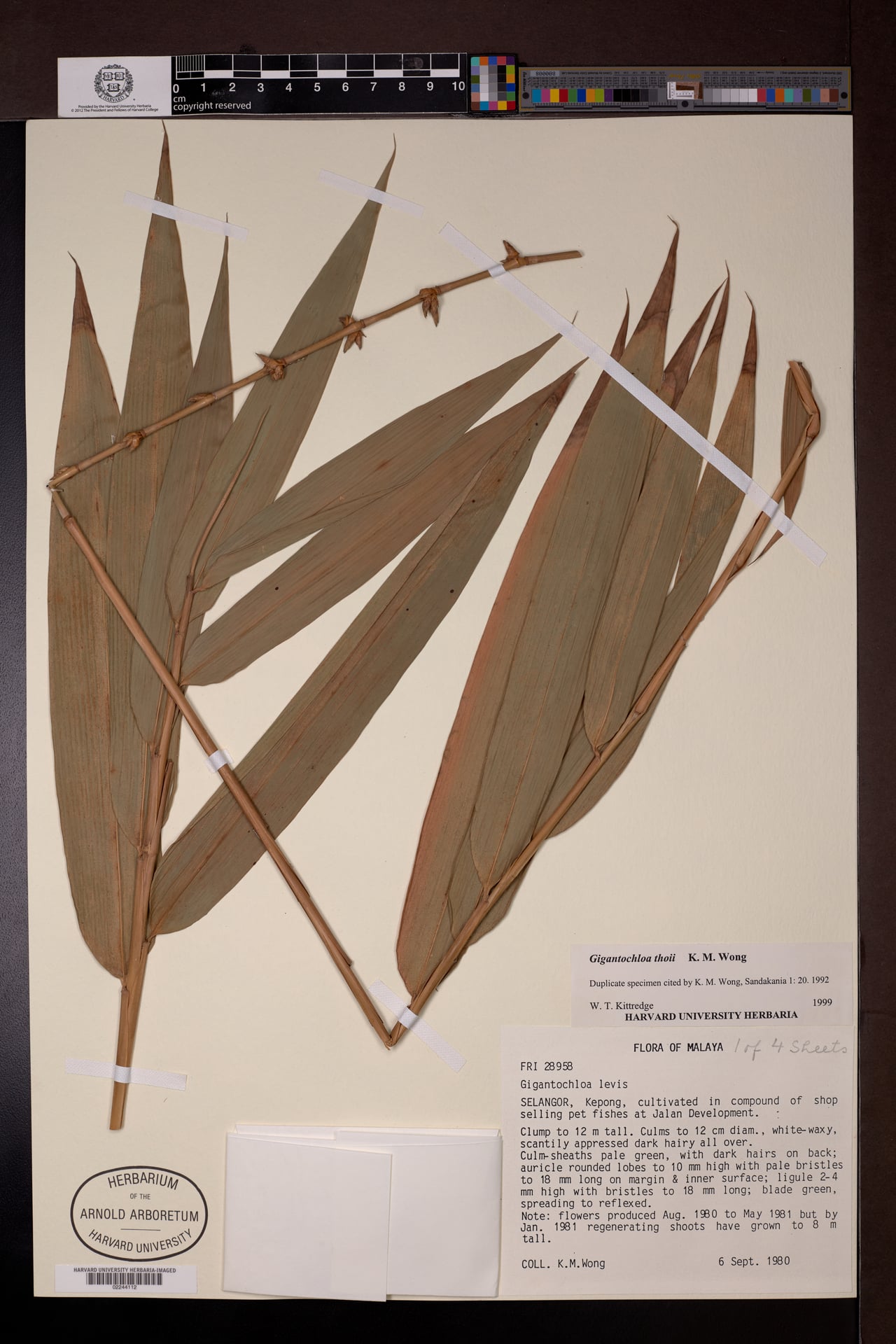 Gigantochloa thoi — photo