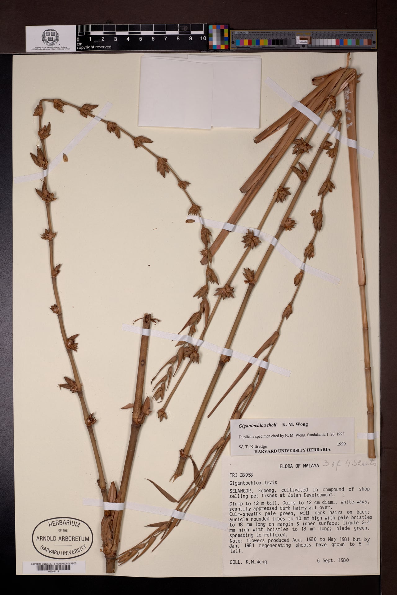 Gigantochloa thoi — photo