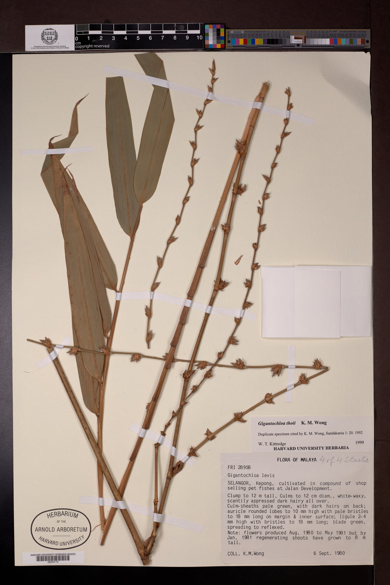 Gigantochloa thoi
