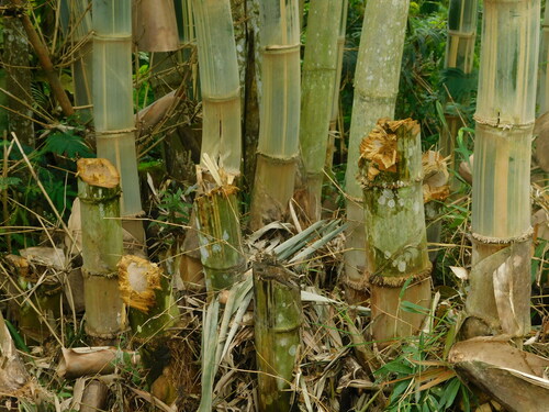 Gigantochloa verticillata (Whorled bamboo) — photo