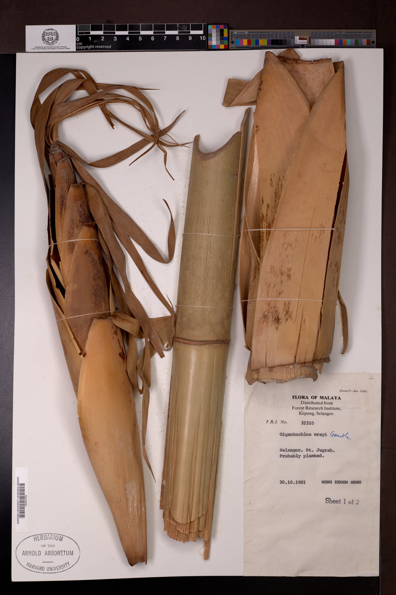 Gigantochloa wrayi — photo