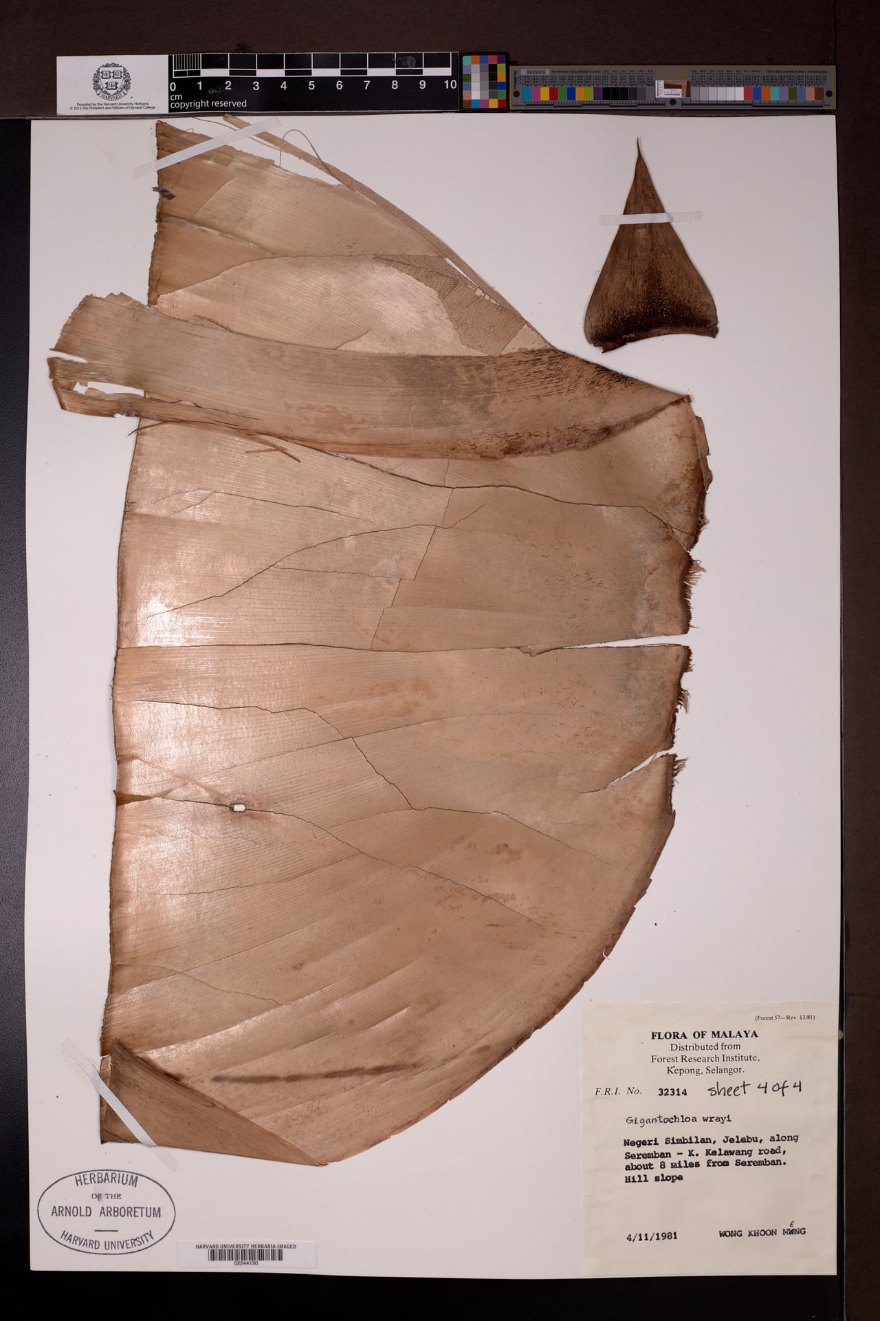 Gigantochloa wrayi — photo