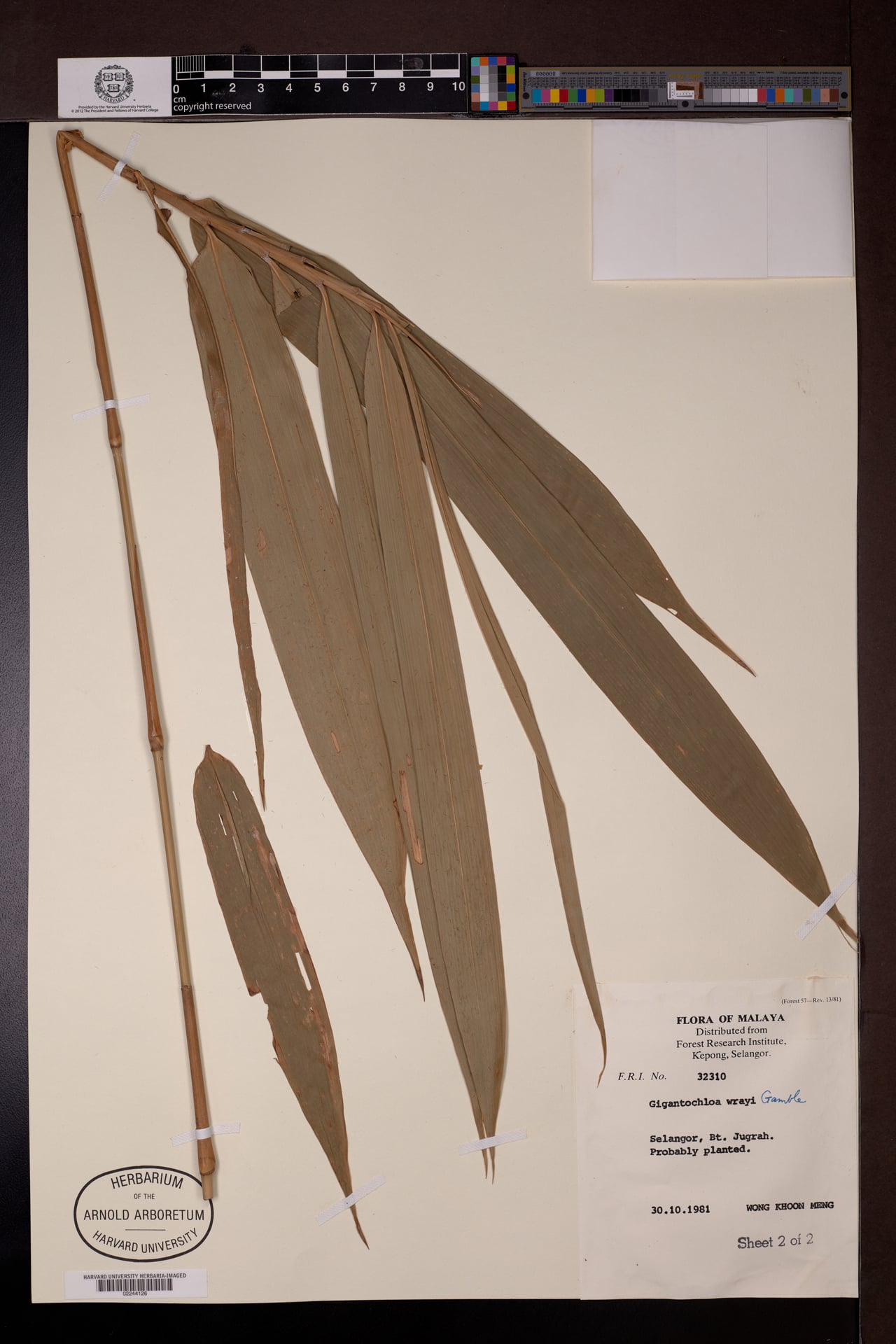 Gigantochloa wrayi