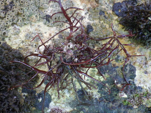 Gigartina acicularis — photo