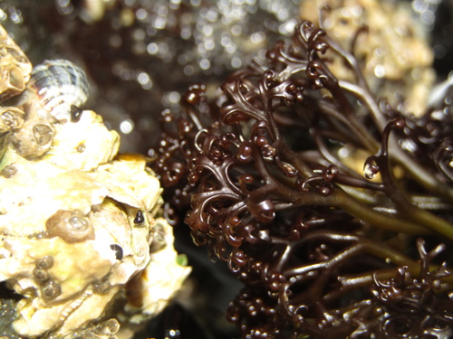 Gigartina alveata (Carrageen) — photo