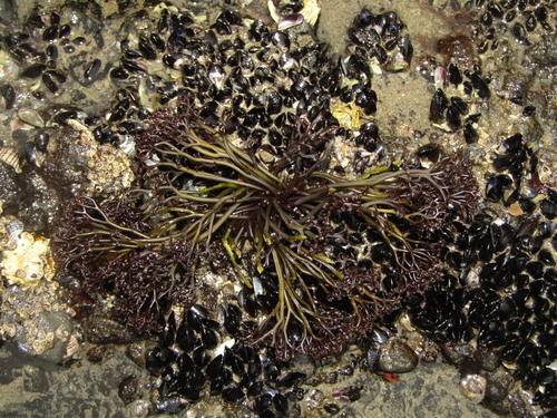 Gigartina alveata (Carrageen) — photo