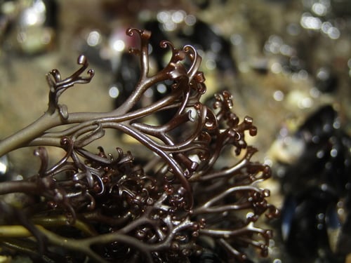 Gigartina alveata