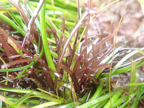 Gigartina canaliculata — photo