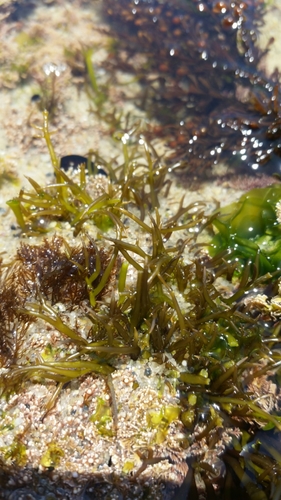 Gigartina canaliculata