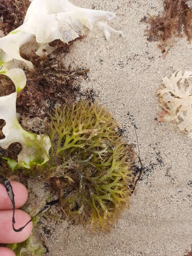 Gigartina clavifera (Carrageenan) — photo
