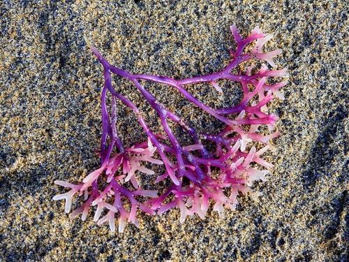Gigartina clavifera (Carrageenan) — photo
