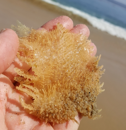 Gigartina exasperata