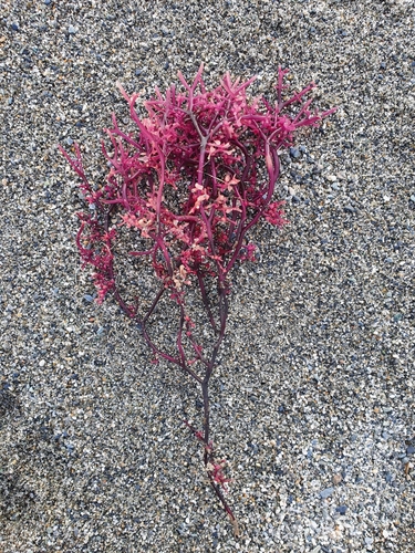 Gigartina macrocarpa (Carrageen) — photo