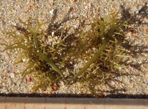 Gigartina macrocarpa (Carrageen) — photo