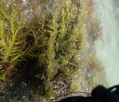 Gigartina macrocarpa
