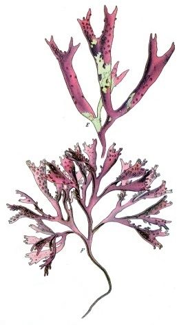Gigartina mammillosa (Carrageenan) — photo