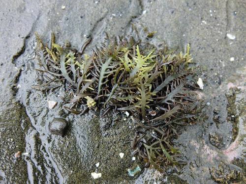 Gigartina marginifera — photo