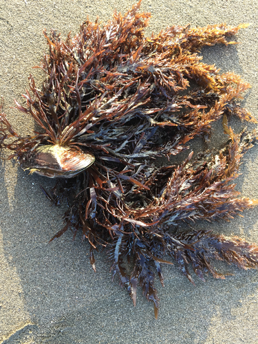 Gigartina marginifera