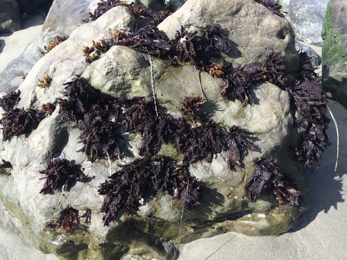 Gigartina papillata (Grapestone) — photo