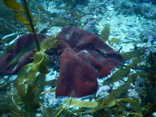 Gigartina skottsbergii — photo