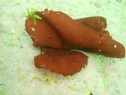 Gigartina skottsbergii