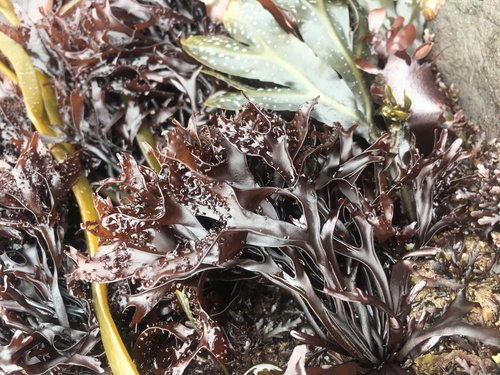 Gigartina stellata — photo