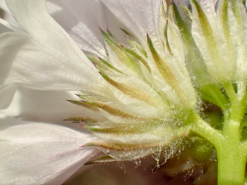 Gilia capitata subsp. staminea (Bluehead gilia) — photo