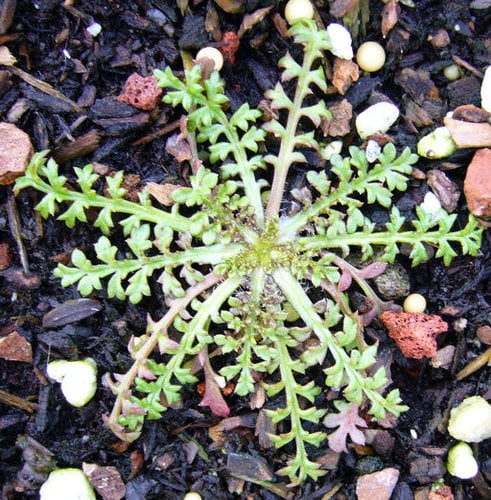 Gilia capitata subsp. staminea (Bluehead gilia) — photo