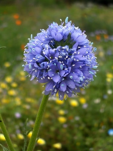 Polemoniaceae