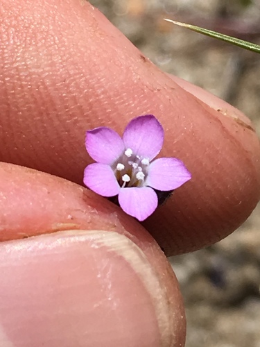 Gilia sinuata (Rosy gilia) — photo