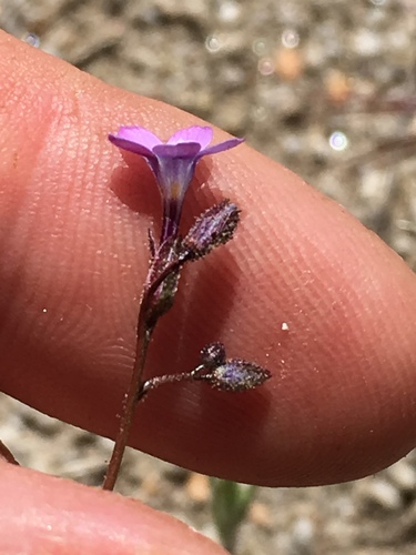 Gilia sinuata (Rosy gilia) — photo