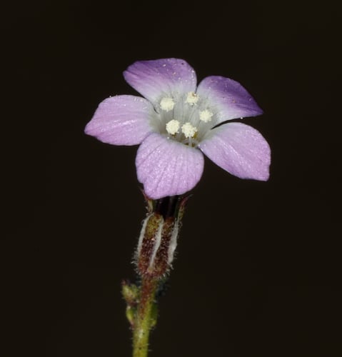 Gilia sinuata