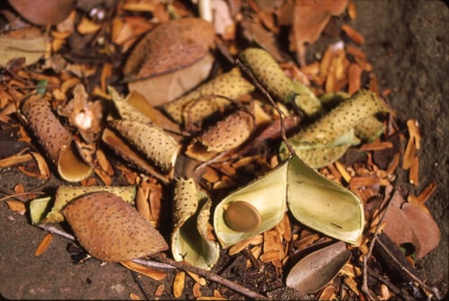 Gilletiodendron glandulosum