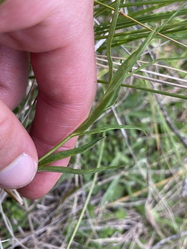 Gingidia harveyana (Slender seseli) — photo