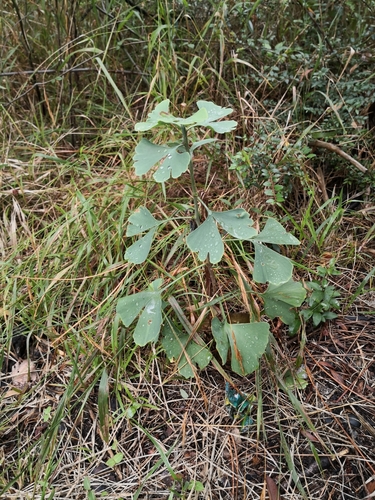 Ginkgo biloba (Maidenhair tree) — photo