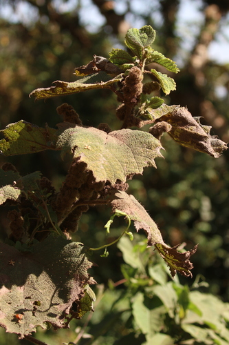 Girardinia bullosa — photo