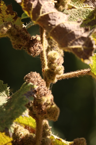 Girardinia bullosa — photo
