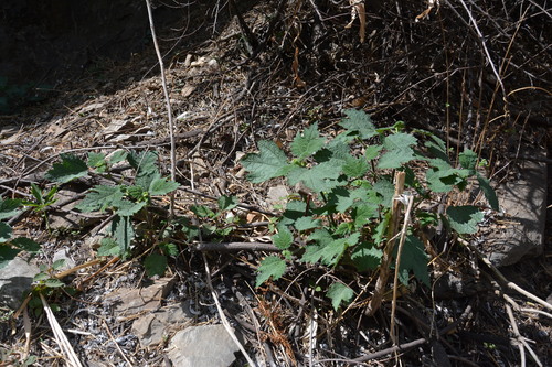 Girardinia palmata (Nilgiri nettle) — photo