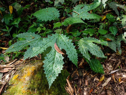 Girardinia palmata (Nilgiri nettle) — photo