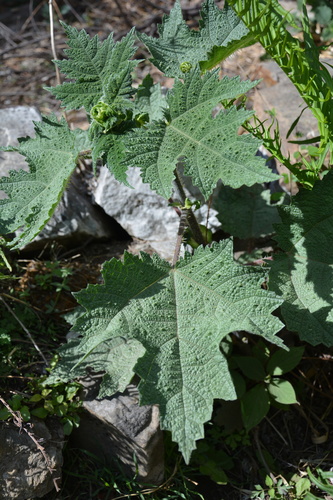 Girardinia palmata