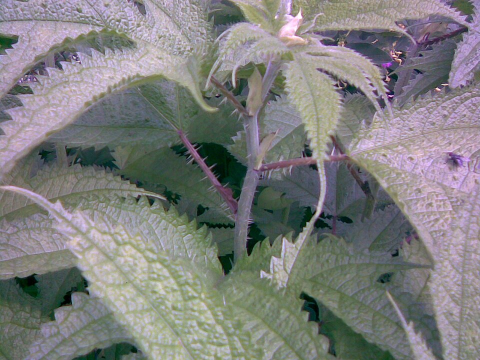 Girardinia platyphylla — photo