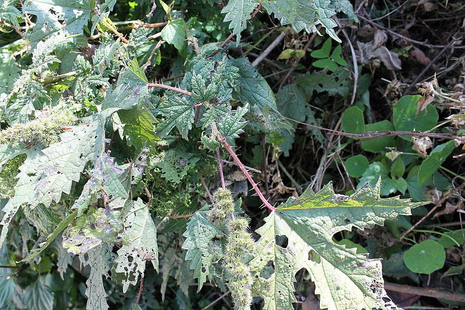 Girardinia platyphylla